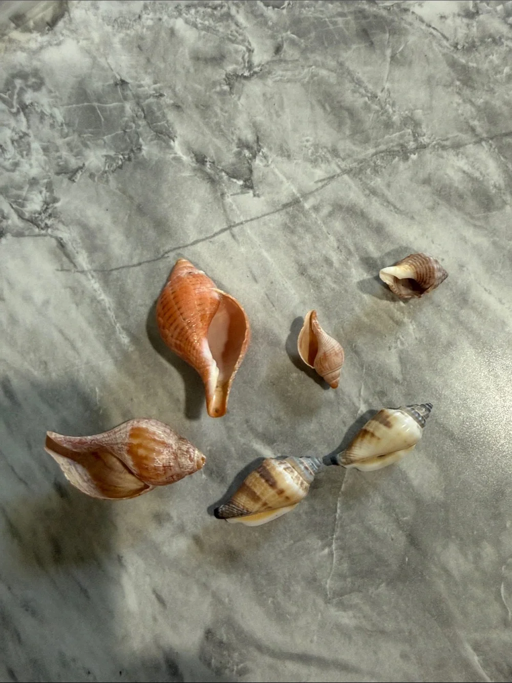 Lot of 6 Mixed Natural Spiral Sea Shells Whelk Cone Beach Coastal Craft Decor